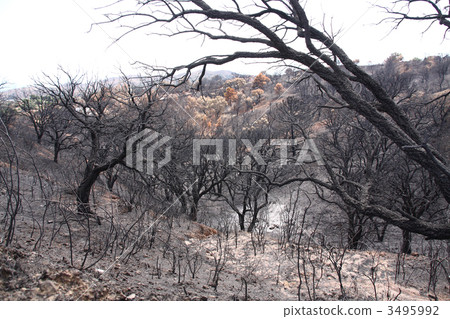 After the fire 3495992