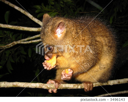 Wild Possum 3496143