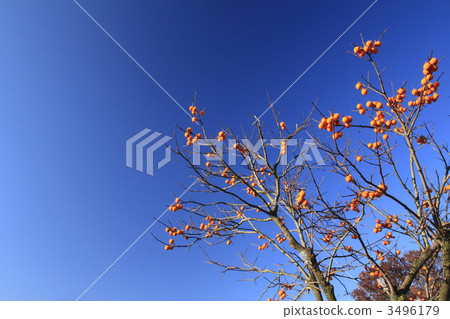 Blue sky and astringent persimmon 3496179