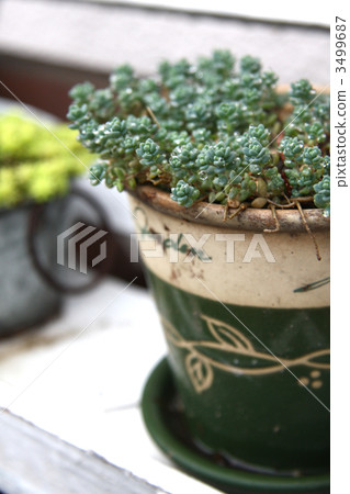 Flesh Breviphorium 3499687