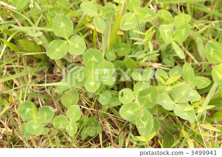 Four leaf clover in a three leaf clover Four leaf clover in a three leaf clover 3499941