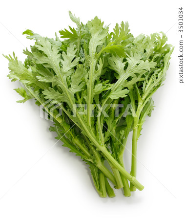 食用菊花 食用菊花 3501034