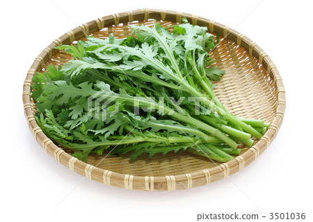 Shanda Shanda 3501036