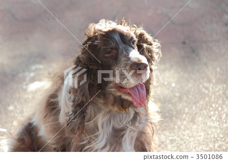 English Cocker 3501086