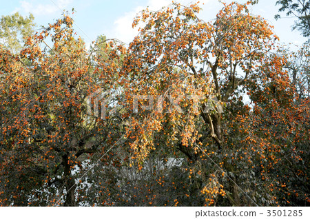 Autumn taste 3501285