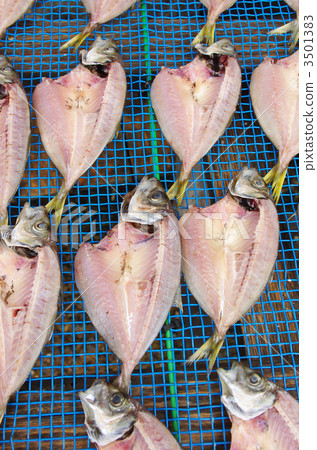 Making ashi dried fish 3501383