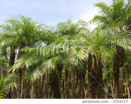 Phoenix Roberny 3504137