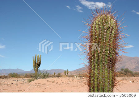 Desert scene 3505009