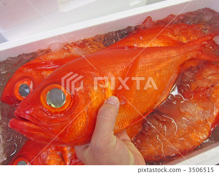 來自Ch子海鯛的Kimmedai，藝妓 3506515