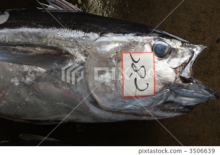 飛行金槍魚 3506639