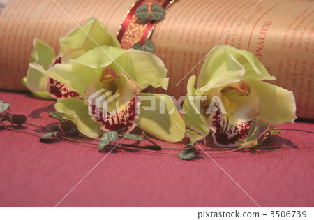 Cymbidium · Green 3506739