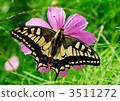 Yellow swallowtail 3511272