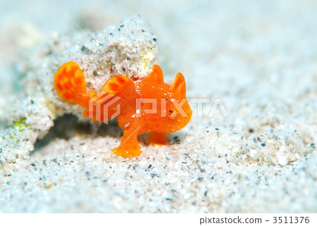 Frog fish's juvenile fish Frog fish's juvenile fish 3511376