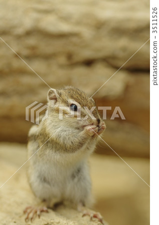 Chipmunk 3511526