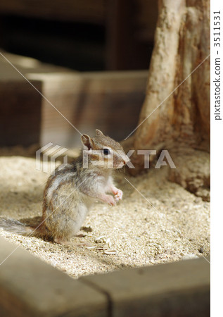 花栗鼠 花栗鼠 3511531