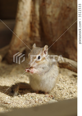 花栗鼠 3511533