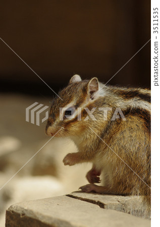 Chipmunk 3511535