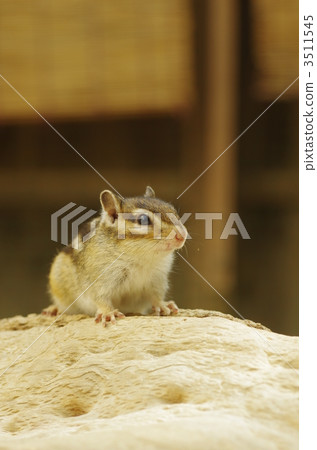 Chipmunk Chipmunk 3511545