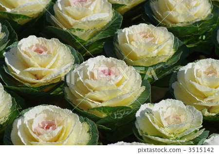 花白菜領域 花白菜領域 3515142