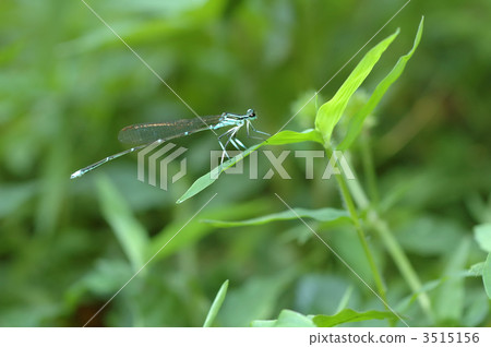 Monosha Tombo 3515156