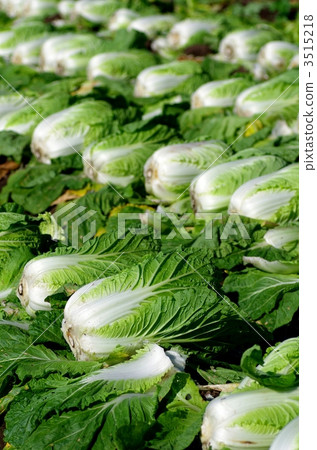 Cabbage Harvest Cabbage Harvest 3515218
