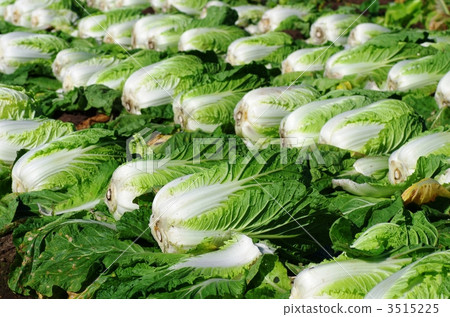 白菜收穫 白菜收穫 3515225
