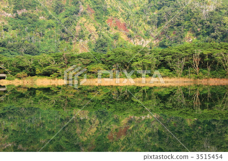 池塘 鹹水湖 三宅島 3515454