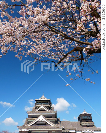 熊本城堡和櫻花 3515663