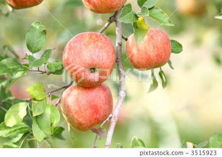 Rin Kanai Rin Kanai 3515923