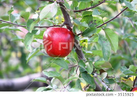 Rin Kanai Rin Kanai 3515925