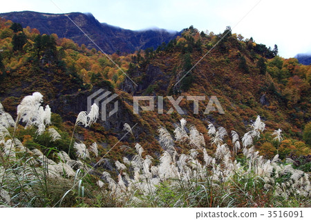 有美麗樹葉的秋季 紅葉 楓樹 3516091