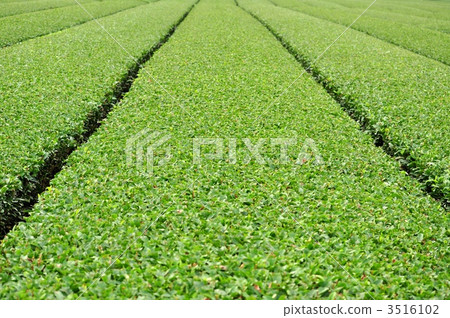 Tea plantation Tea plantation 3516102