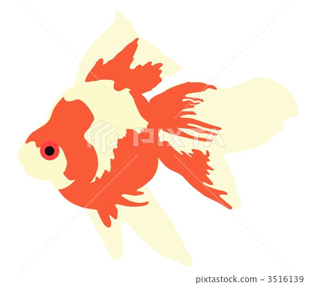 金魚 3516139