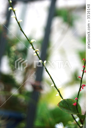 Red and white Mizuhiki vertical position Red and white Mizuhiki vertical position 3516148