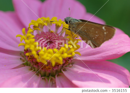 Autumn Hyakusou Autumn Hyakusou 3516155