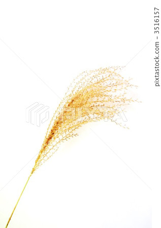 Hanabo of Susuki · white back vertical position Hanabo of Susuki · white back vertical position 3516157