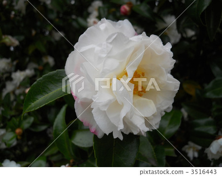 sasanqua, christmas camellia, yuletide camellia 3516443