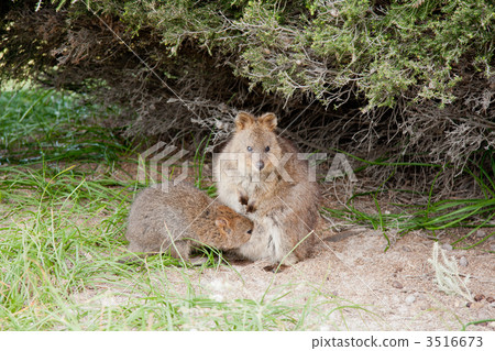 marsupial, breast-feed, parenthood 3516673