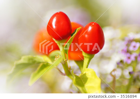 Red peppers Red peppers 3516894