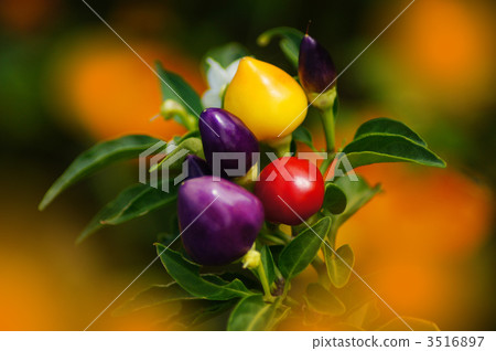  Red peppers 3516897