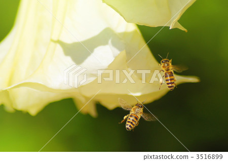 A bee A bee 3516899