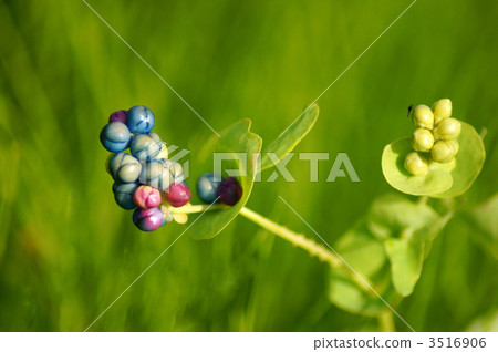 Wild grapes 3516906