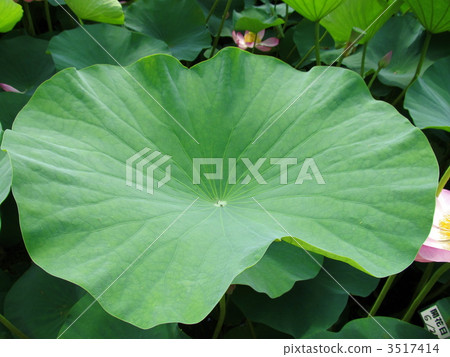 Oga蓮花葉子 3517414