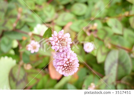 肉餡的世界 3517451