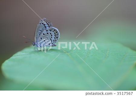 Shizimi butterfly 3517567