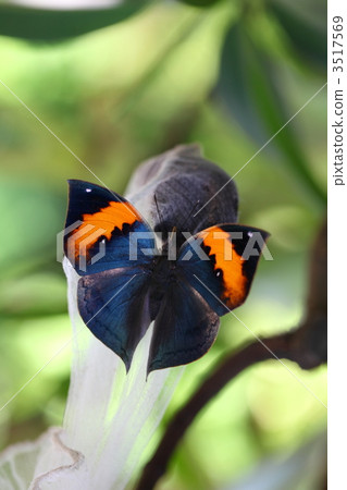 Conch Hawk Conch Hawk 3517569