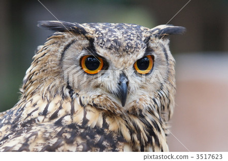 Bengal Eagleworm 3517623