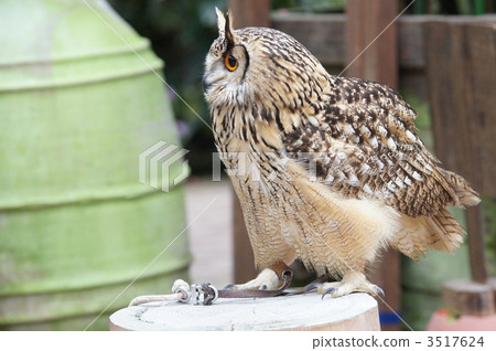 Bengal Eagleworm 3517624