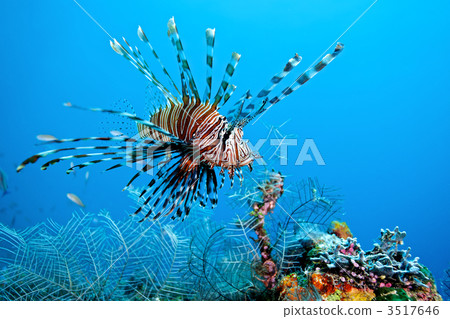scorpaenidae, scorpionfish, pterois volitan 3517646