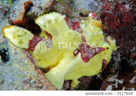 antennarius maculatus, saltwater fish, in the sea 3517648